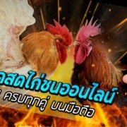 ถ่ายทอดสดไก่ชนออนไลน์ แทงง่ายทุกคู่บนมือถือ