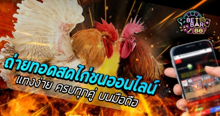 ถ่ายทอดสดไก่ชนออนไลน์ แทงง่ายทุกคู่บนมือถือ