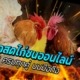 ถ่ายทอดสดไก่ชนออนไลน์ แทงง่ายทุกคู่บนมือถือ