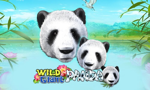 Wild-Giant-Panda
